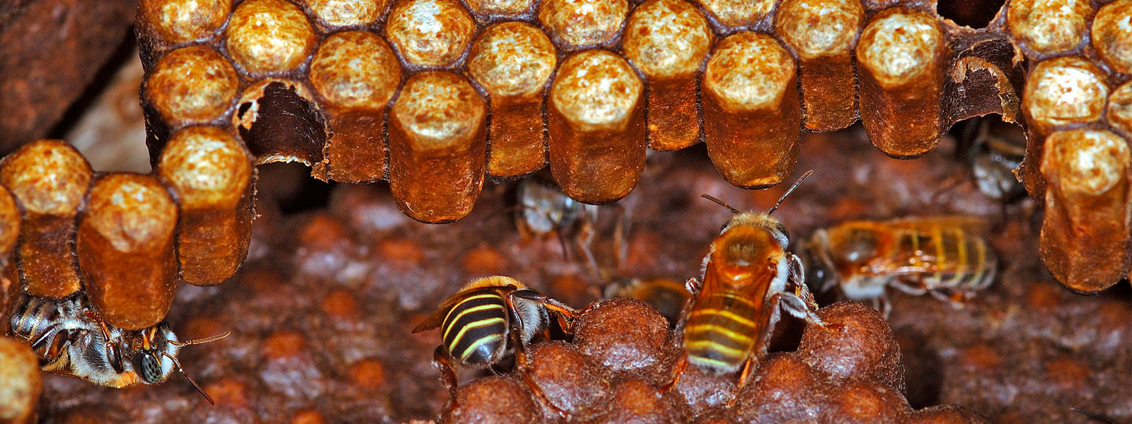 XII Congreso Mesoamericano de Abejas Nativas
